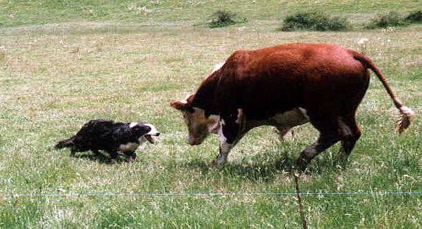 Juno_getting_the_bull