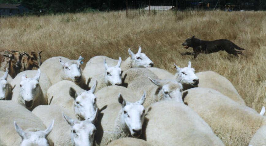 Whisper_working_sheep