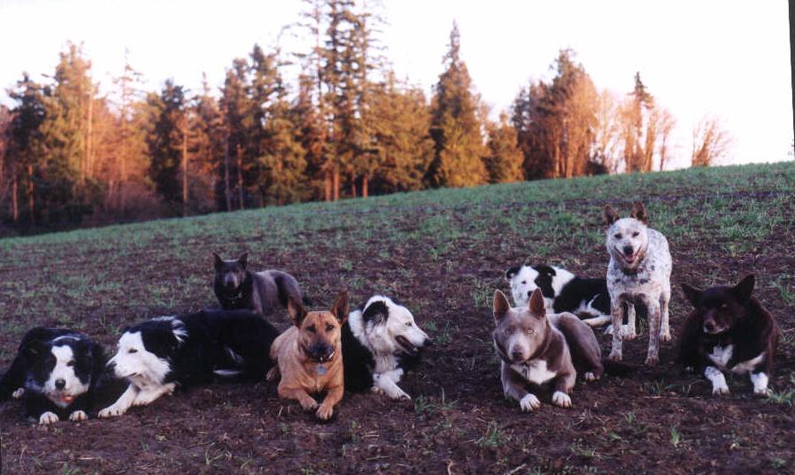 all_dogs