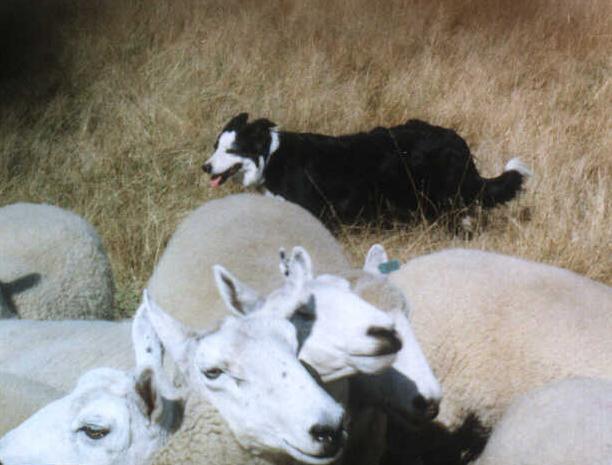 juno_and_sheep