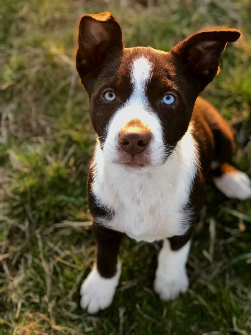 Herd Everything Highland Australian Kelpies and Border Collie/Kelpie stock dogs.