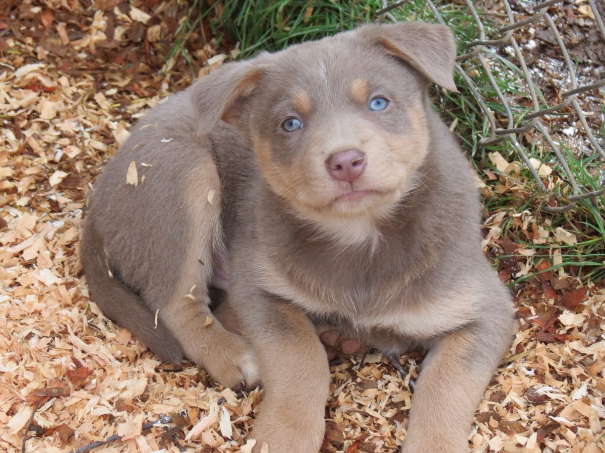 Herd Everything Highland Australian Kelpies and Kelpie/Mcnab