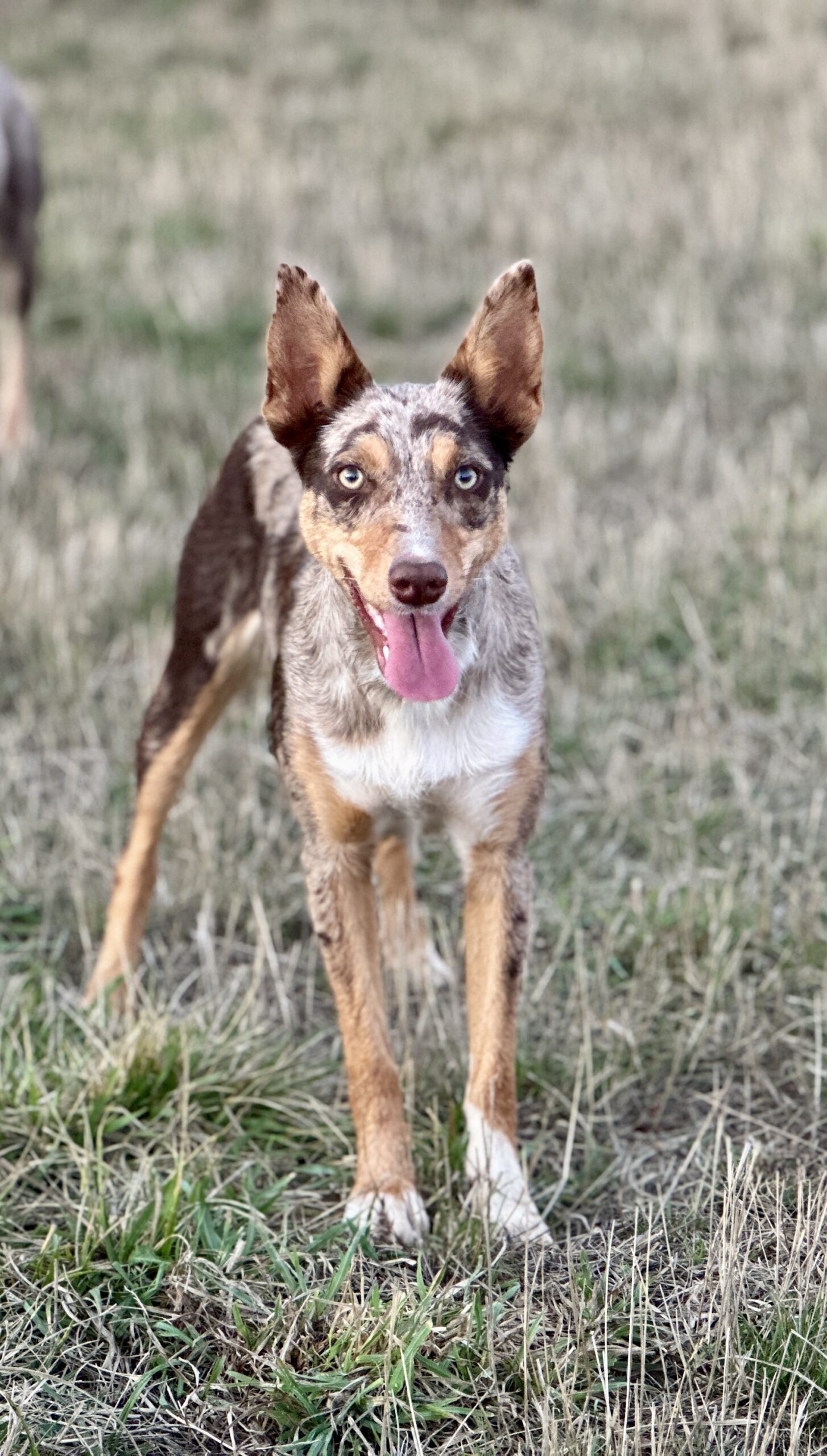 Kelpie-Border Collie